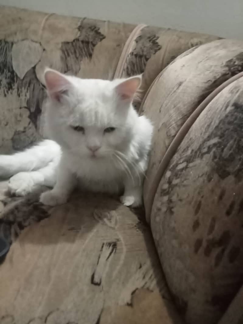 Male cat Available for mating ready to breed 500 rs charge 0