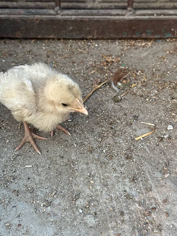 Aseel heera chicks Pair 1