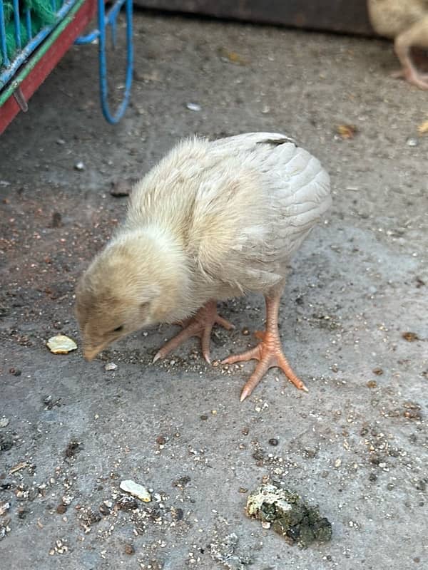 Aseel heera chicks Pair 2