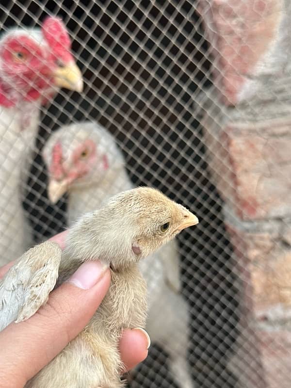 Aseel heera chicks Pair 4