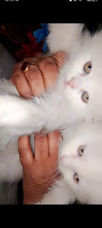 persian Cats 1