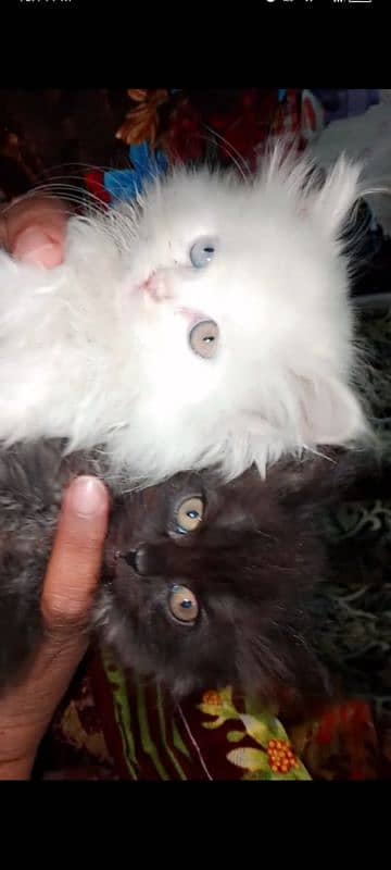 persian Cats 3