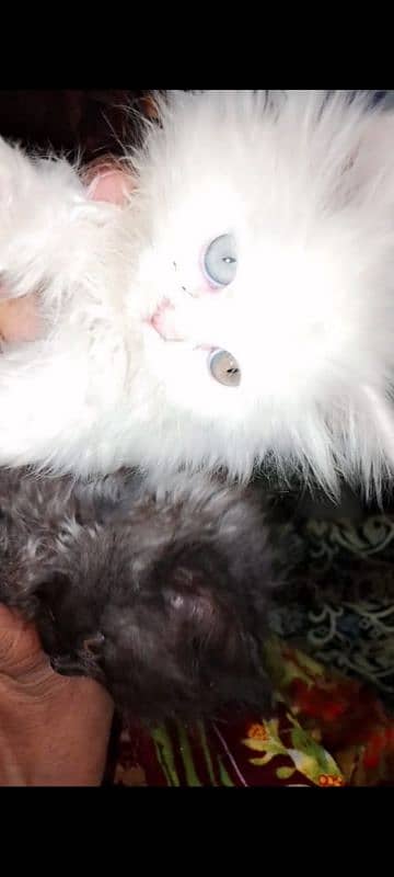 persian Cats 4