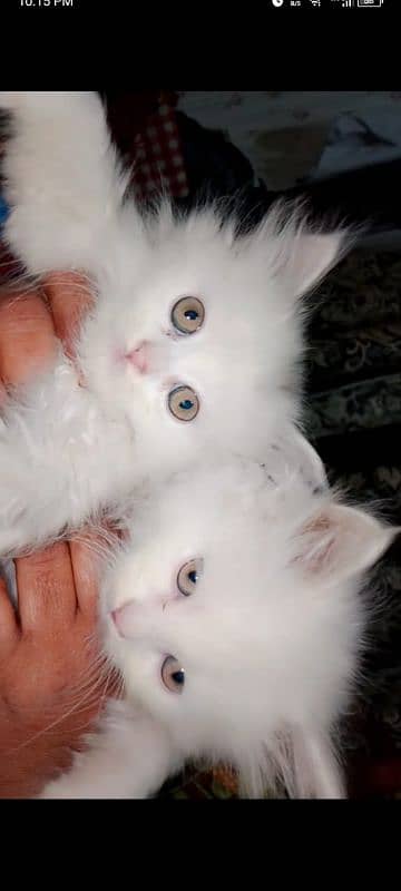 persian Cats 5