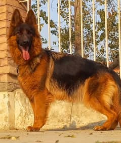 German shepherd highclass Triple coat female