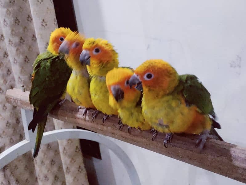 Sun Conure Chicks 0