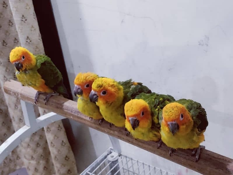 Sun Conure Chicks 1