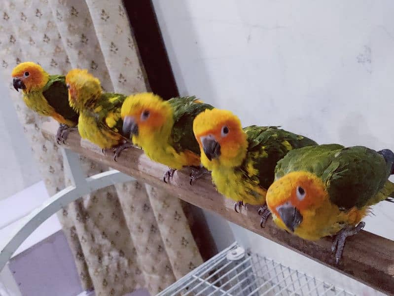 Sun Conure Chicks 2