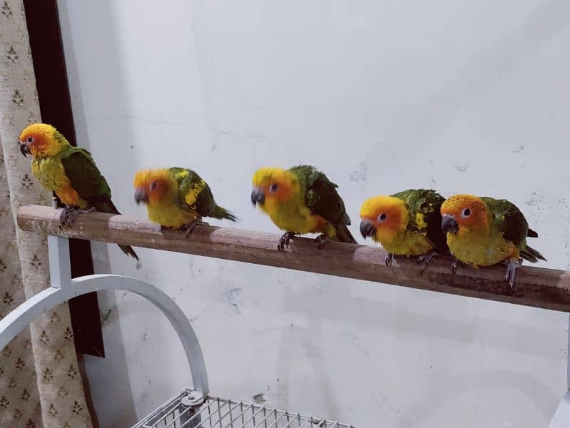 Sun Conure Chicks 3