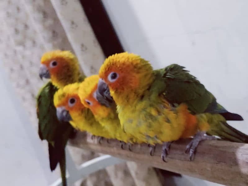 Sun Conure Chicks 4