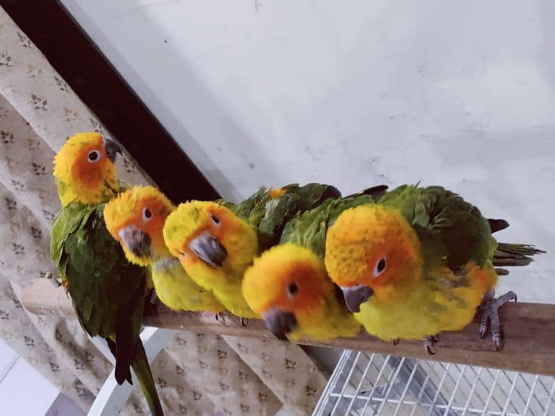 Sun Conure Chicks 5