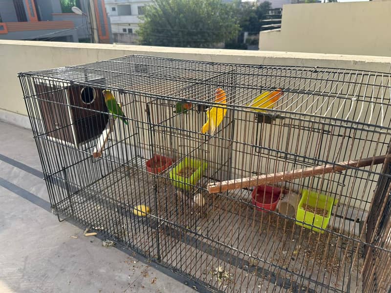 im selling my birds . . lutino parsanata breader pair , fisher pair 0