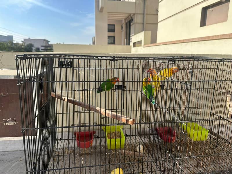 im selling my birds . . lutino parsanata breader pair , fisher pair 1