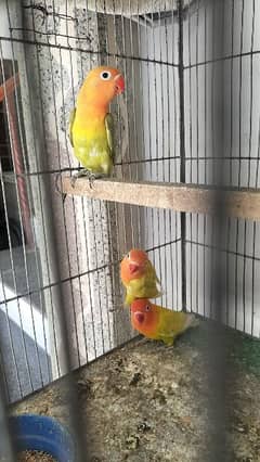 Oppline and Common Lotino lovebird for sell