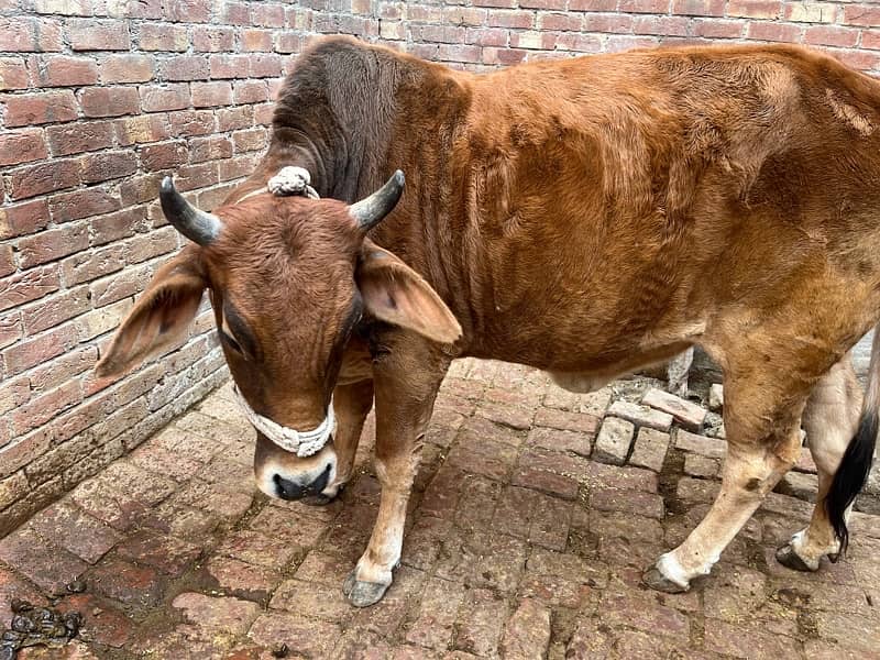 Gaye for Sale (Cow) Affordable Cow for Sale – Excellent Health 2