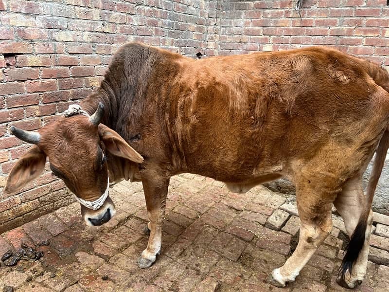 Gaye for Sale (Cow) Affordable Cow for Sale – Excellent Health 3