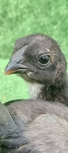 Thai Dragon Chicks