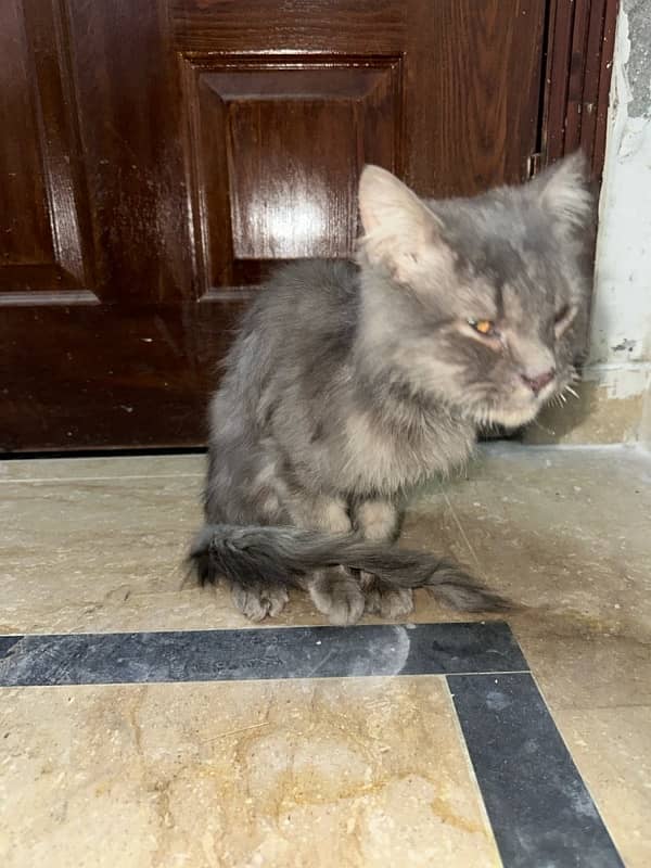 persian male cat for sale 0