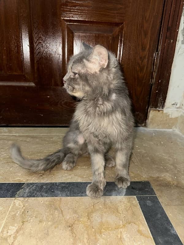 persian male cat for sale 1