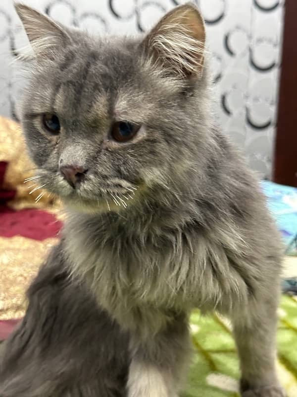 persian male cat for sale 2