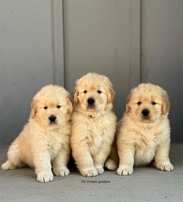 golden retriever male  puppies available 0