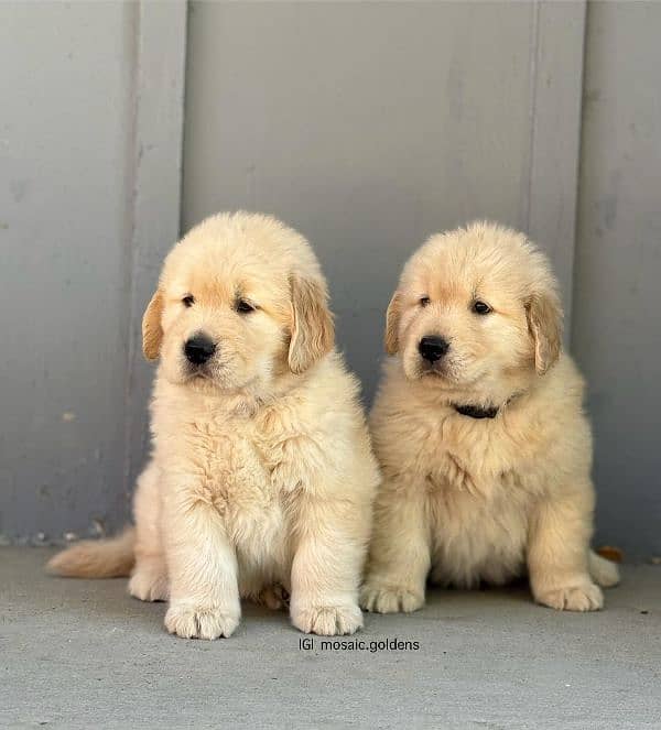 golden retriever male  puppies available 1