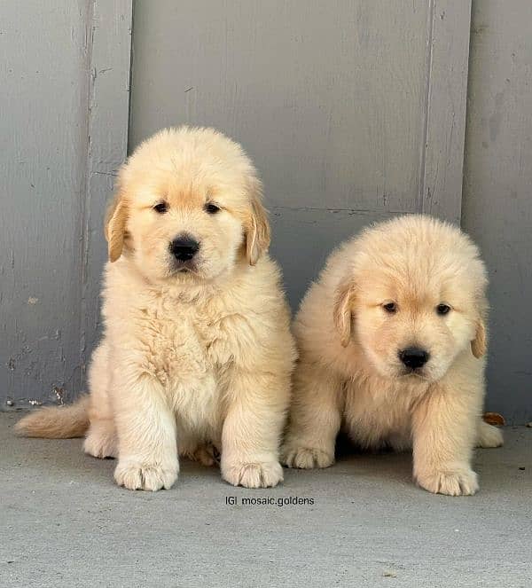 golden retriever male  puppies available 2