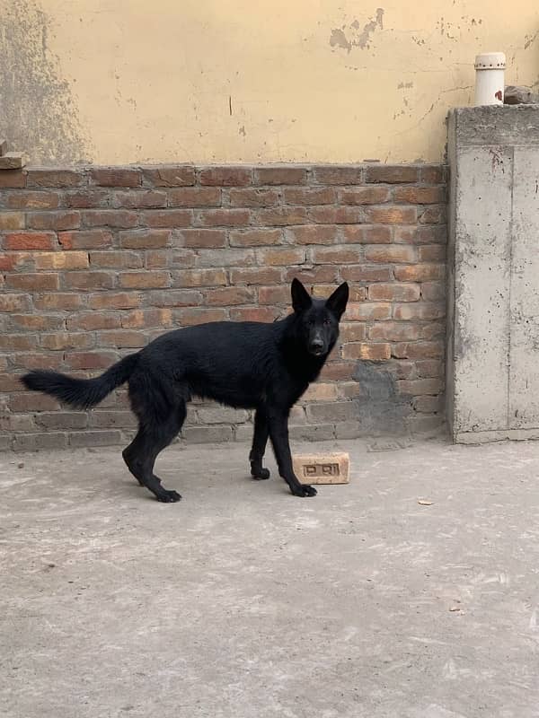 German Shepherd Male for sale 2