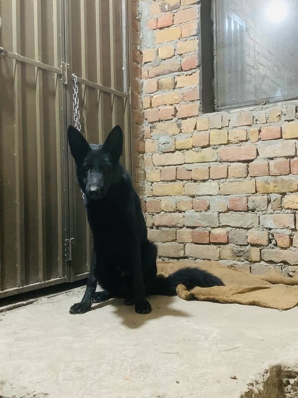 German Shepherd Male for sale 9