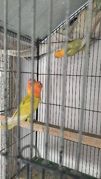 Oppline and Common Lotino lovebird for sell 1