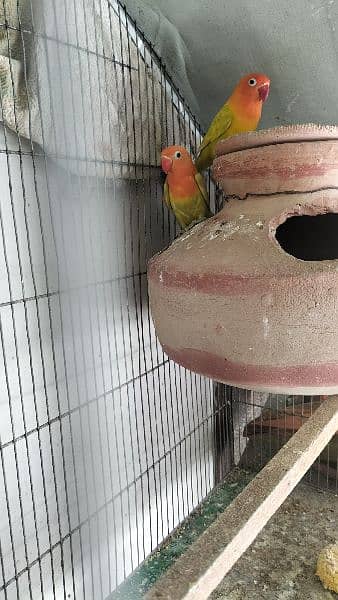 Oppline and Common Lotino lovebird for sell 2