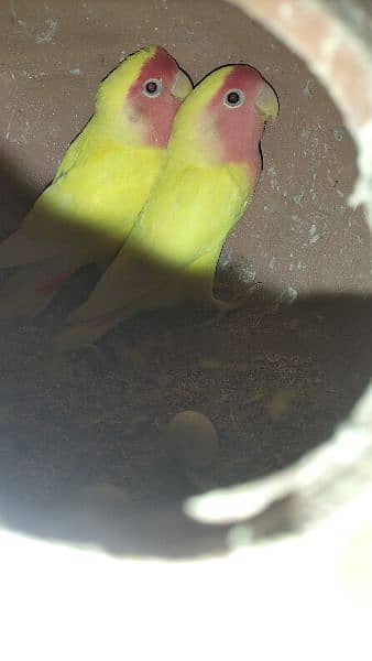 Oppline and Common Lotino lovebird for sell 3