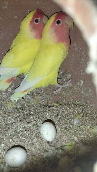 Oppline and Common Lotino lovebird for sell 4