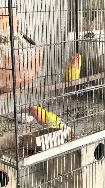 Oppline and Common Lotino lovebird for sell 5