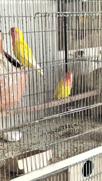 Oppline and Common Lotino lovebird for sell 6