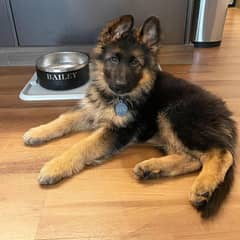 German Shepherd puppies available