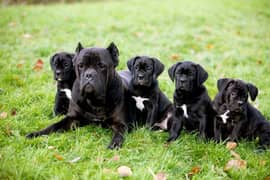 cane Corso puppies available