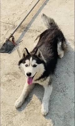 Siberian Husky Female 1.5 years (need male for mating)