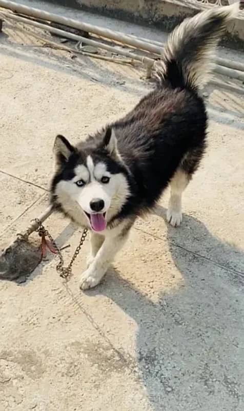 Siberian Husky Female 1.5 years (need male for mating) 1