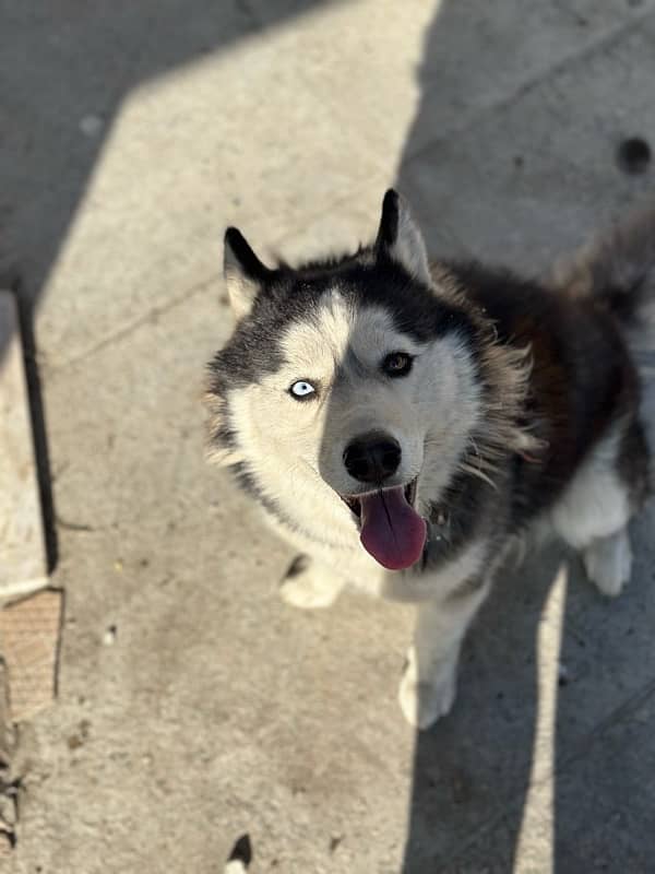 Siberian Husky Female 1.5 years (need male for mating) 2