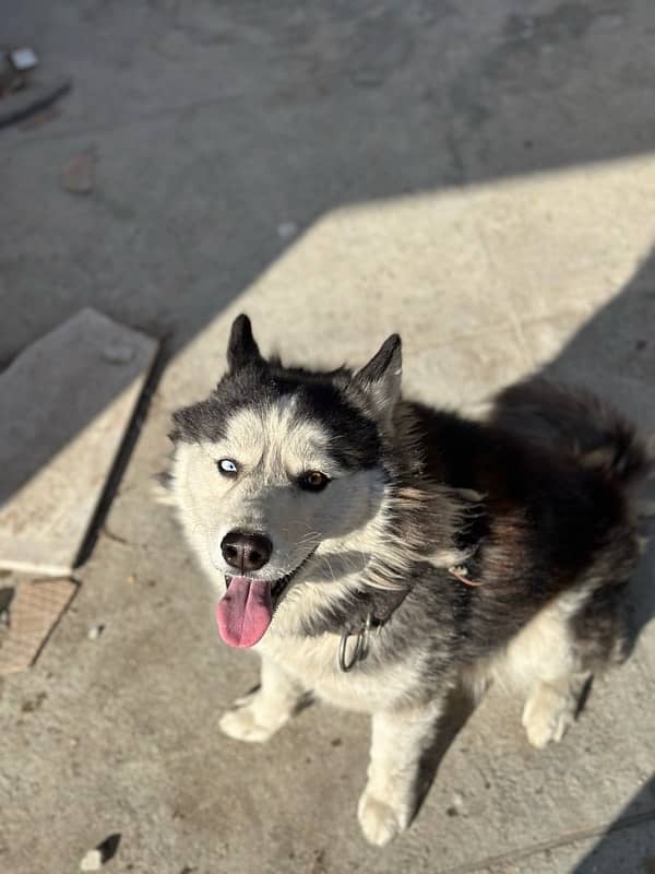 Siberian Husky Female 1.5 years (need male for mating) 3