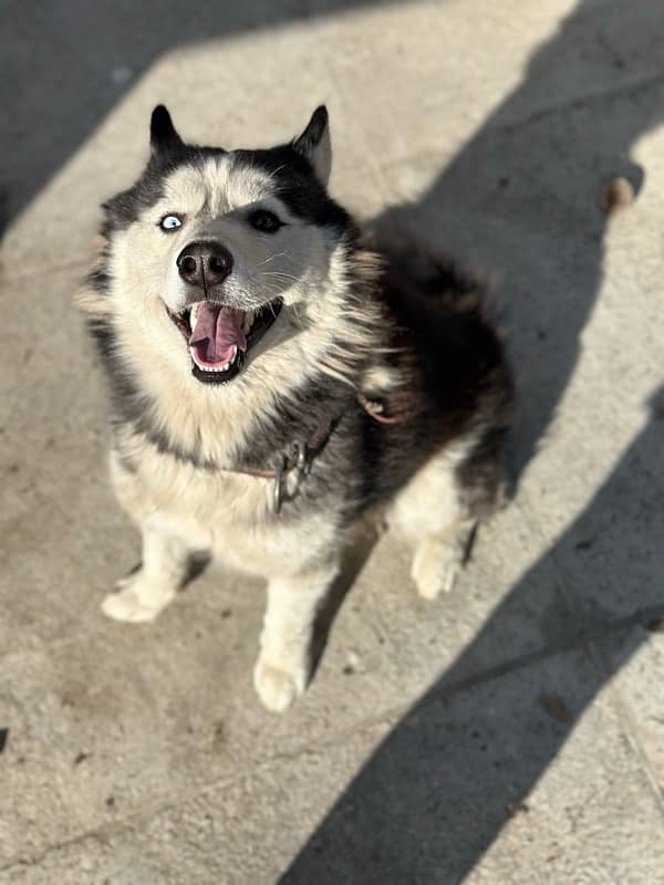 Siberian Husky Female 1.5 years (need male for mating) 4