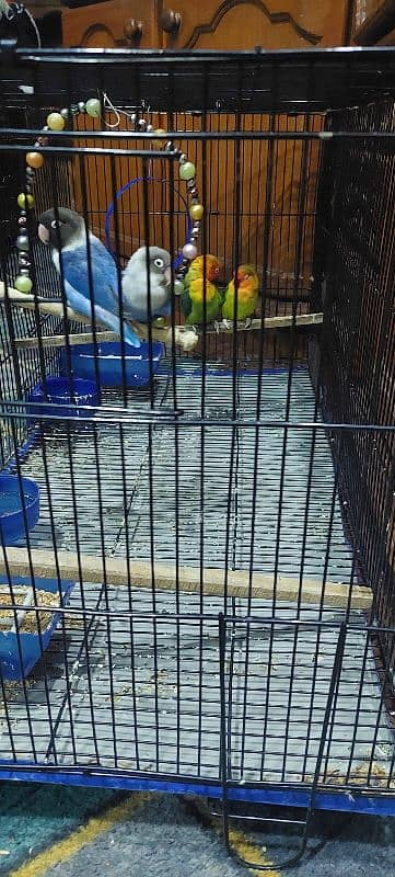 2 pairs parrots with cge and accesories 3