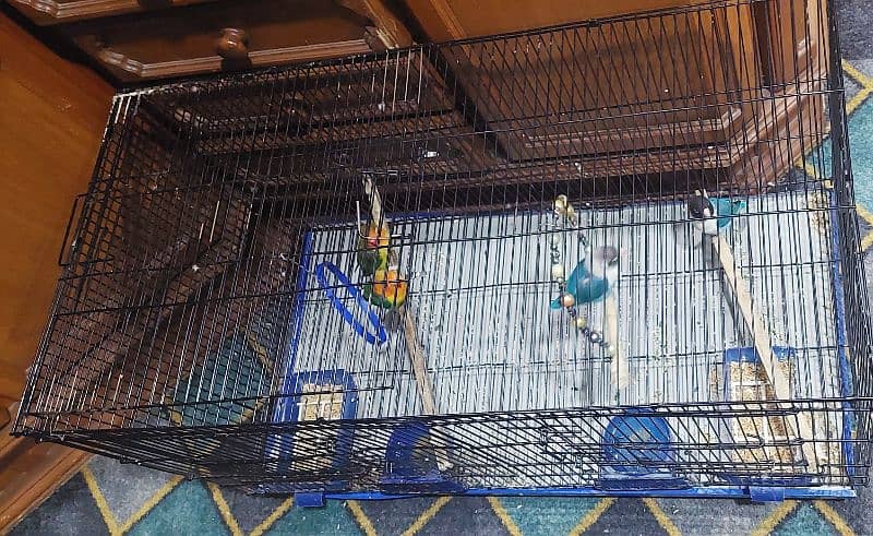 2 pairs parrots with cge and accesories 8