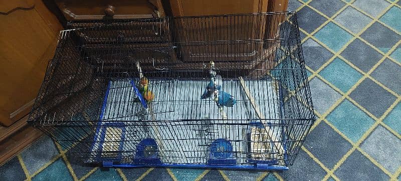 2 pairs parrots with cge and accesories 10