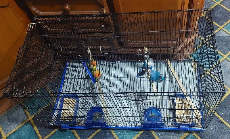 2 pairs parrots with cge and accesories 11