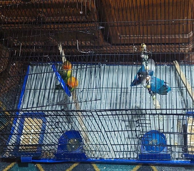 2 pairs parrots with cge and accesories 13