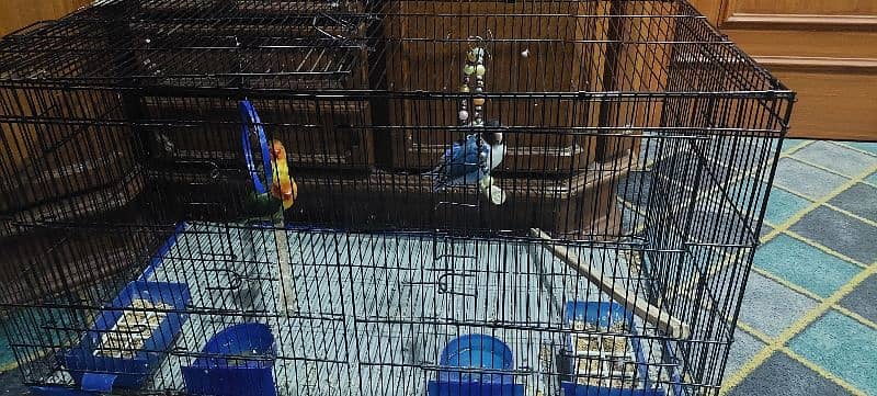 2 pairs parrots with cge and accesories 14