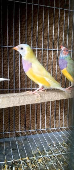 Gouldian