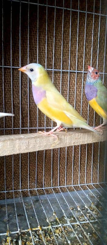 Gouldian Finches \ Lutino gouldian Pair \ And split Blue Pair 0